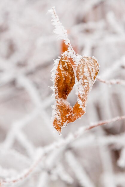 Hojas de invierno cubiertas de nieve y escarcha