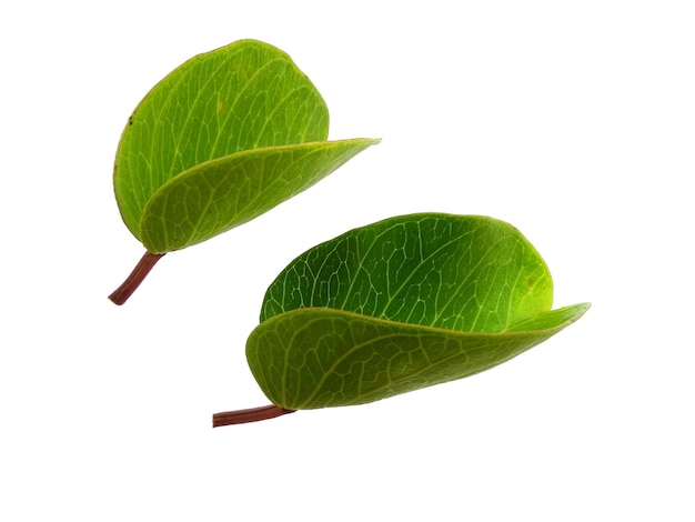 Hojas de Ipomoea pescaprae o hoja de la gloria de la mañana de la playa Aislada sobre fondo blanco