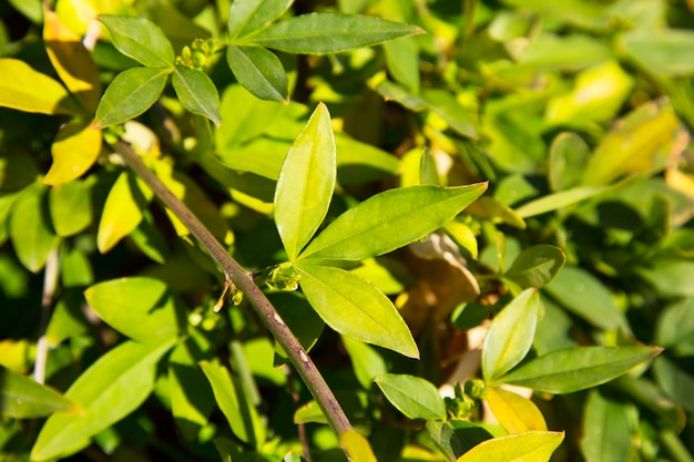 Hojas de jazmín amarillo en una rama en el jardín, fondo natural verde, hojas jóvenes de color verde brillante, principios de la primavera en un día soleado