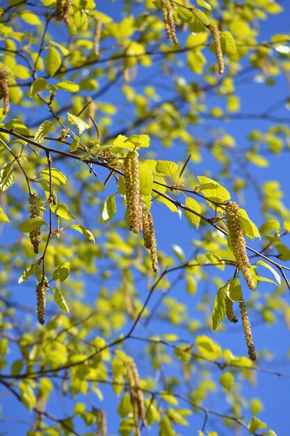 Hojas jóvenes en un árbol en primavera