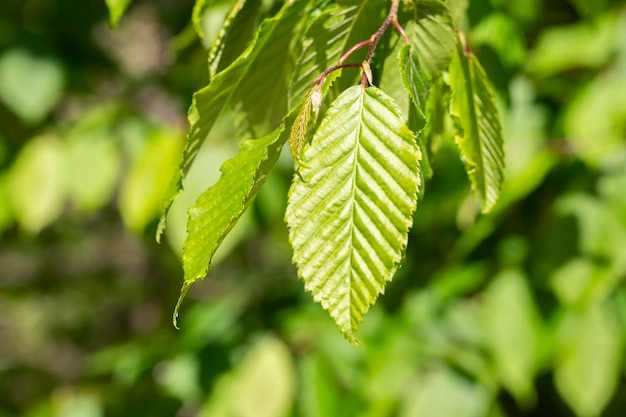 Hojas jóvenes de carpe Carpinus betulus fondo verde natural