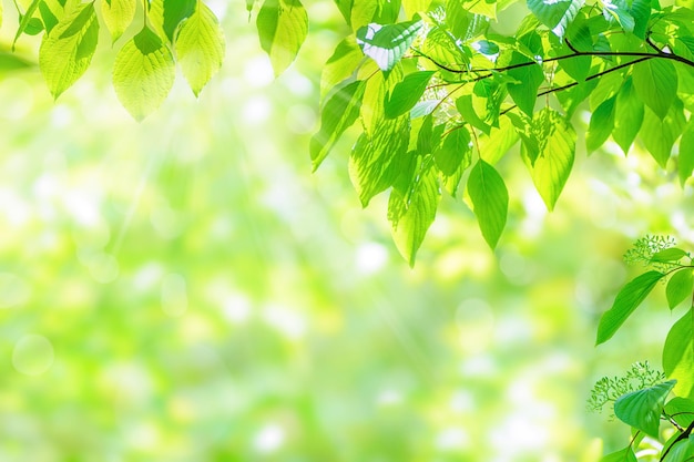 Hojas jóvenes de color verde primavera en luz solar profunda con hermoso espacio de copia de efecto bokeh