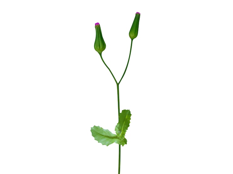 Foto las hojas jóvenes de emilia sonchifolia son comestibles y en la india y china se utilizan medicinalmente
