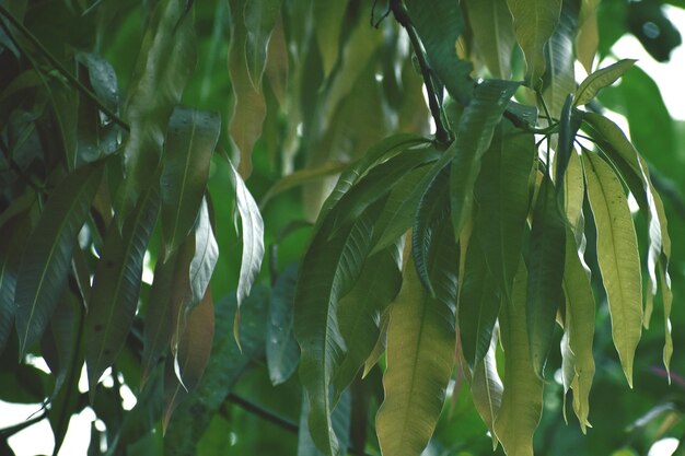 Las hojas jóvenes del mango del árbol del mango