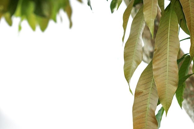 Hojas jóvenes de mango en primavera