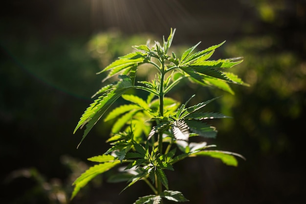 Hojas jóvenes de marihuana verde