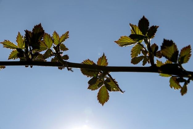 hojas jóvenes de moras en la temporada de primavera hermosas hojas de arbusto de moras nuevas en un clima soleado y con un cielo azul