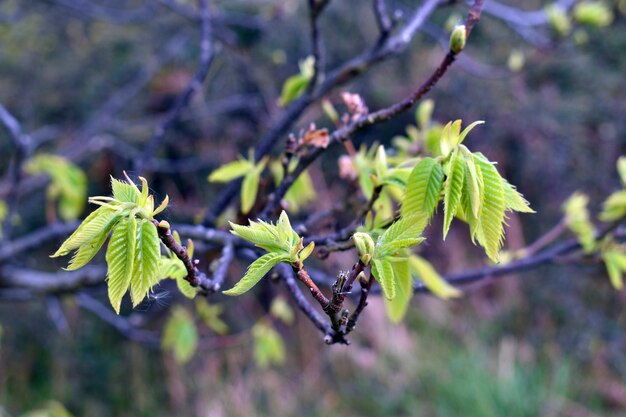 Hojas jóvenes de primavera de castaño Castanea sativa