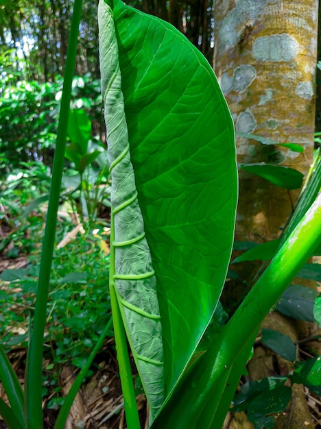 Hojas jóvenes de taro o hojas de Colocasia Esculenta