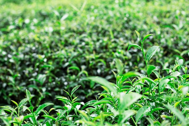 Hojas jóvenes de té que crecen en parcelas.