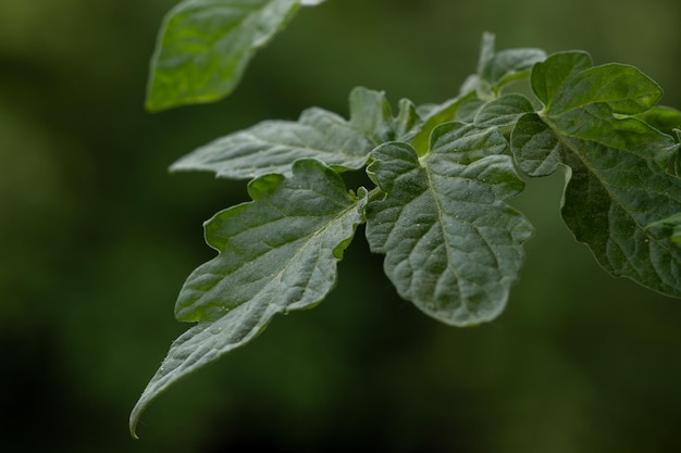 Hojas jóvenes de tomate creciendo de cerca