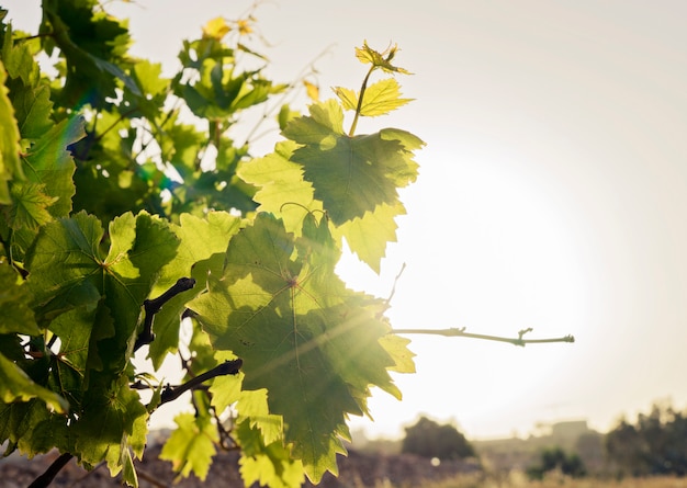 Hojas jóvenes de uvas en el fondo del cielo