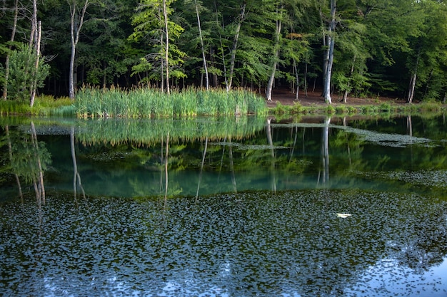 Hojas en el lago con fondo de bosque