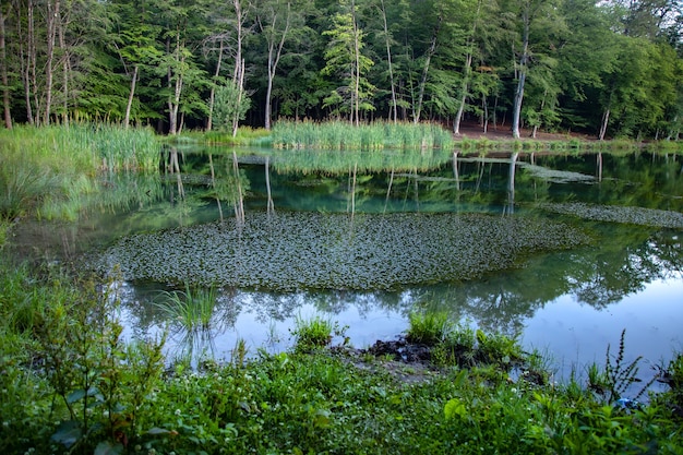 Hojas en el lago con fondo de bosque