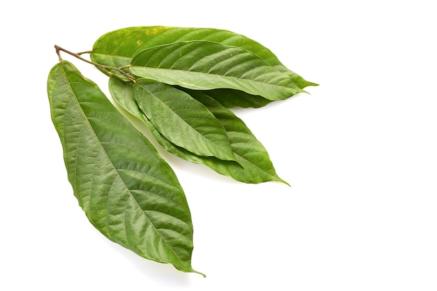 Hojas largas de árbol de cacao en blanco