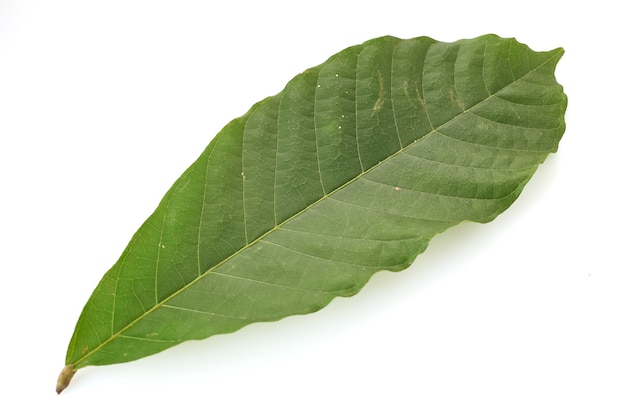 Hojas largas de árbol de cacao en blanco