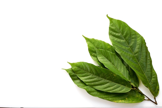 Hojas largas de árbol de cacao en blanco