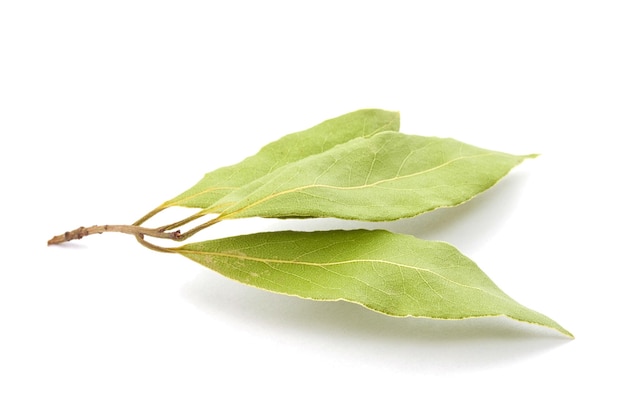 Hojas de laurel aislado en blanco