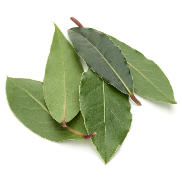 Hojas de laurel aromáticas