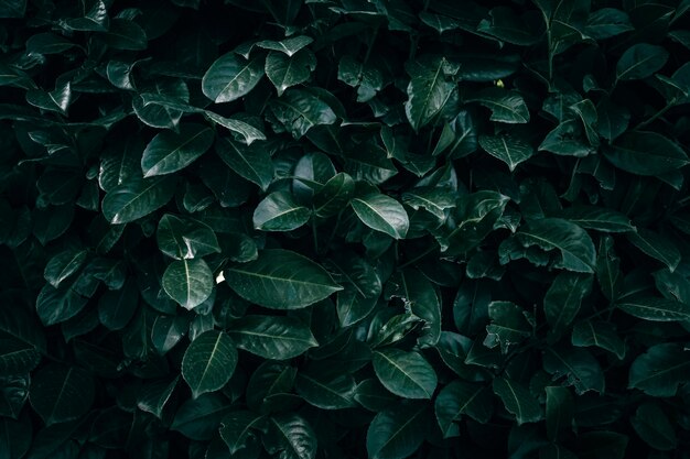 Hojas de laurel de cereza verde oscuro