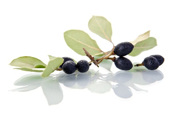 Hojas de laurel con frutos en blanco