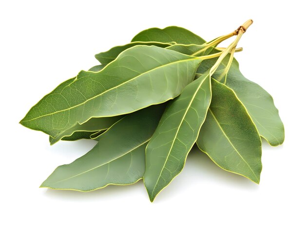 Hojas de laurel hojas aromáticas comúnmente utilizadas como hierba en la cocina