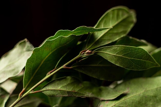 Hojas de laurel en una rama Primer plano Fondo negro