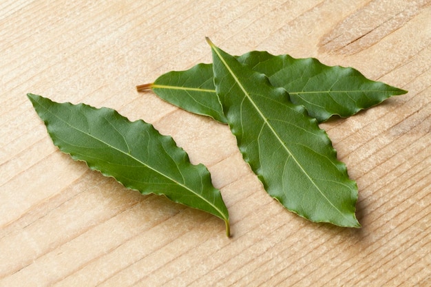 Hojas de laurel recién recogidas