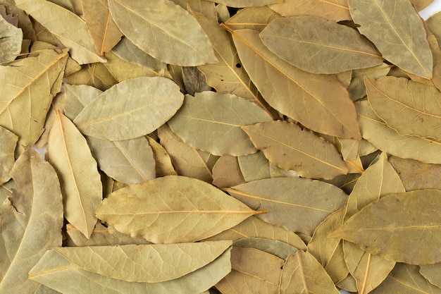 Hojas de laurel secas aisladas sobre fondo blanco