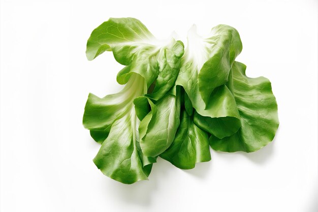 Foto hojas de lechuga aisladas sobre un fondo blanco