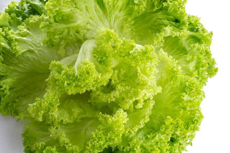 Foto hojas de lechuga italiana con fondo blanco