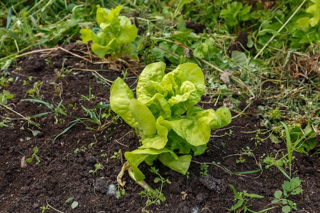 Hojas de lechuga en el jardín