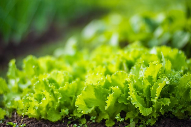 Hojas de lechuga jóvenes verdes primer plano en un día de verano en un jardín rural Planta agrícola que crece en la fila de la cama Cultivo de alimentos naturales verdes