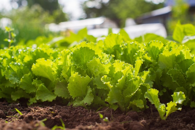 Hojas de lechuga jóvenes verdes primer plano en un día de verano en un jardín rural Planta agrícola que crece en la fila de la cama Cultivo de alimentos naturales verdes