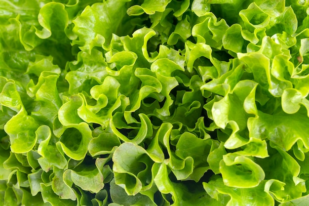 Hojas de lechuga rizada fresca verde aislado sobre fondo blanco.