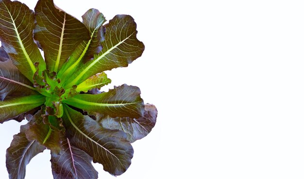 Hojas de lechuga roja Cos sobre fondo blanco.