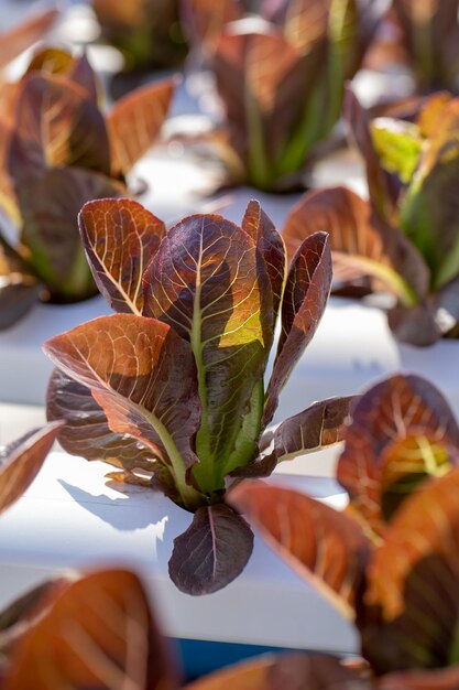 Las hojas de lechuga roja, las ensaladas, las verduras, la granja hidropónica.