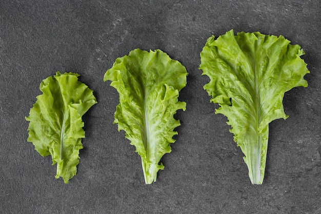 Hojas de lechuga sobre un fondo oscuro