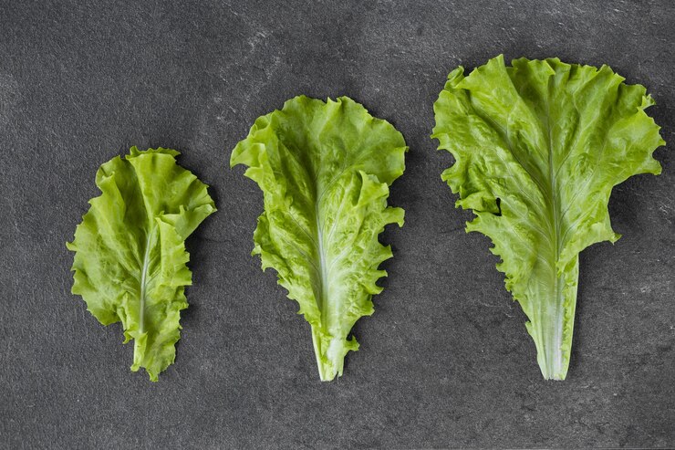 Hojas de lechuga sobre un fondo oscuro