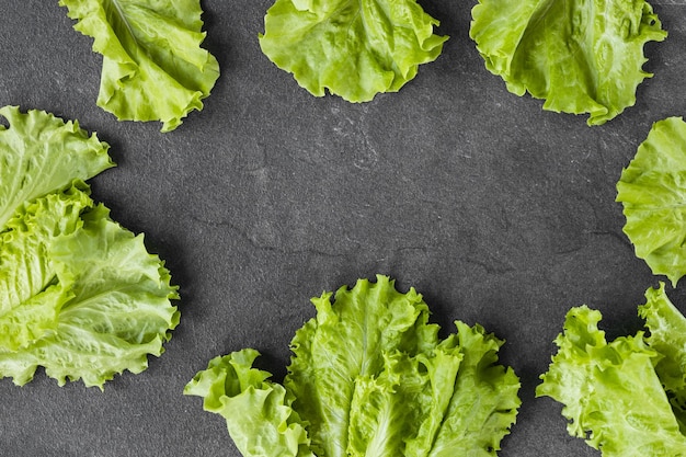 Hojas de lechuga sobre un fondo oscuro