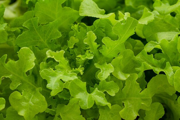 Hojas de lechuga verde brillante que crecen en el jardín Fondo de ensalada XXXLDetalle de hoja verde