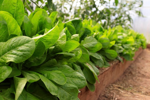 Hojas de lechuga verde en el campo de hortalizas Fondo de jardinería con plantas de ensalada verde en el suelo Concepto de agricultura orgánica de verduras biológicas lechuga bio lechuga