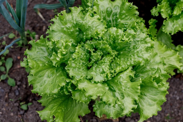 Hojas de lechuga verde fresca