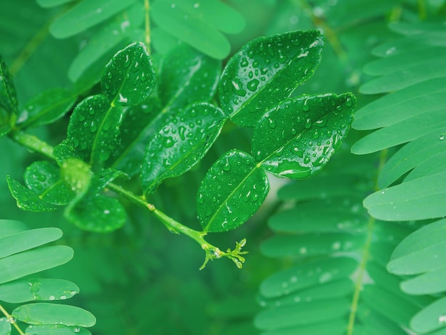 Hojas de lima kaffir verde con gotas de agua