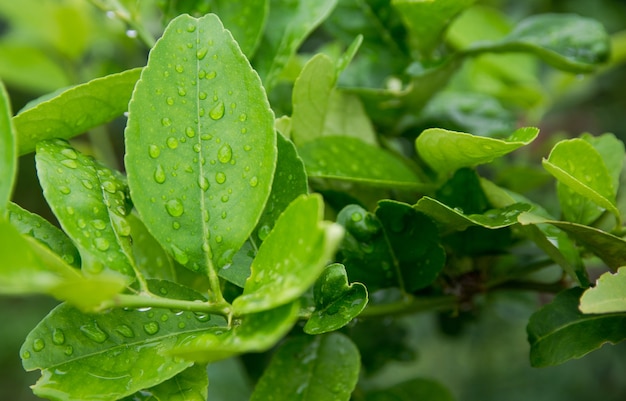 Hojas de limón con gotas aisladas sobre un fondo blanco