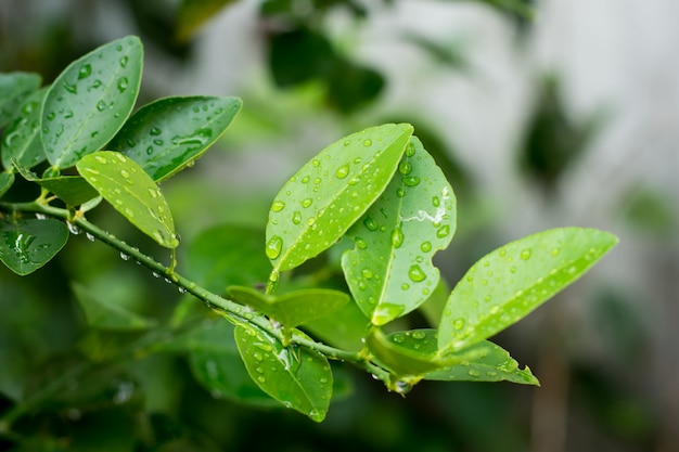 Hojas de limón verde fresco con gotas