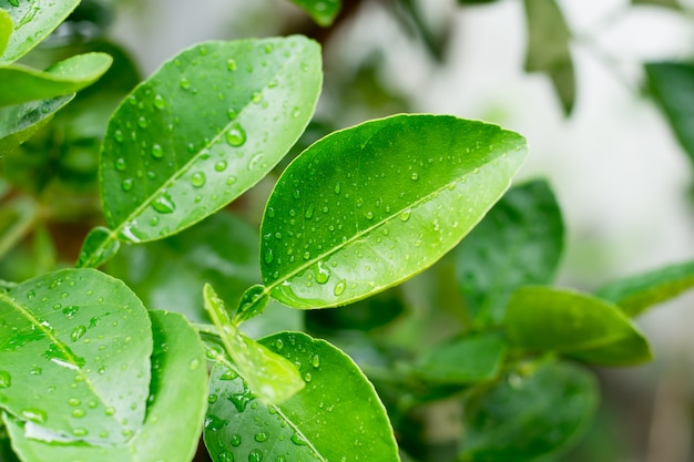 Hojas de limón verde fresco con gotas