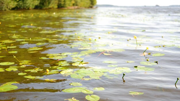 Hojas de lirio de agua verde en río o lago