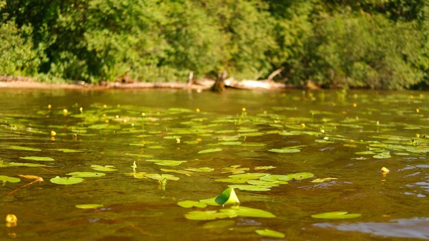 Hojas de lirio de agua verde en río o lago