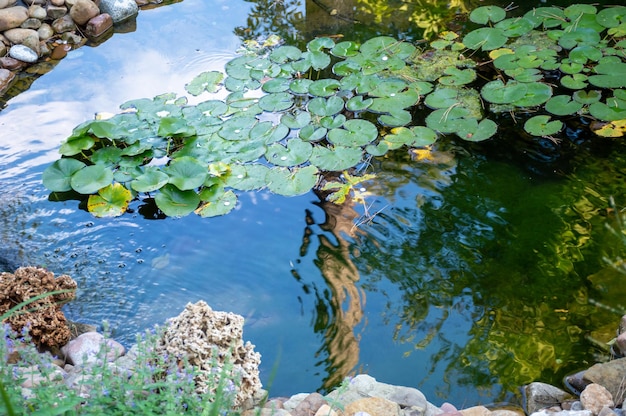 Hojas de loto en un estanque artificial en el parque